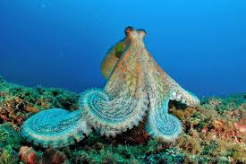 Image result for Octopus vulgaris