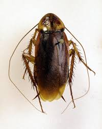 Image result for periplaneta americana