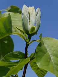Attēlu rezultāti vaicājumam “Magnolia acuminata flower”