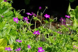 Attēlu rezultāti vaicājumam “Geranium palustre”