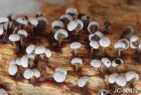 Attēlu rezultāti vaicājumam “Physarum notabile”