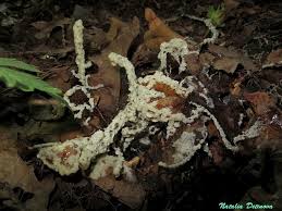 Attēlu rezultāti vaicājumam “Physarum bivalve”