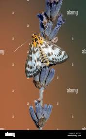 Attēlu rezultāti vaicājumam “Abraxas grossulariata imago”