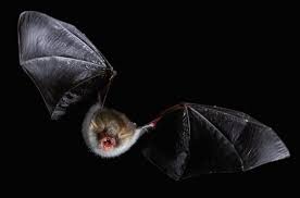 Attēlu rezultāti vaicājumam “Myotis nattereri”
