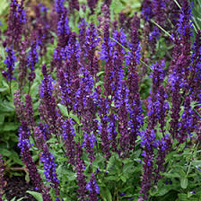 Image result for Salvia nemorosa
