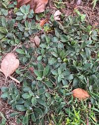 Attēlu rezultāti vaicājumam “Pilosella officinarum leaf”