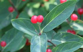 Attēlu rezultāti vaicājumam “Lonicera tatarica”