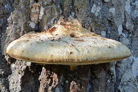 Attēlu rezultāti vaicājumam “Aurantiporus fissilis”