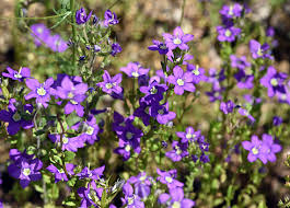 Image result for Legousia speculum-veneris