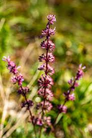 Attēlu rezultāti vaicājumam “Salvia verticillata flower”