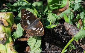 Attēlu rezultāti vaicājumam “Apatura ilia female”
