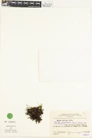 Attēlu rezultāti vaicājumam “Mnium stellare”