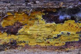 Attēlu rezultāti vaicājumam “Crustoderma dryinum”