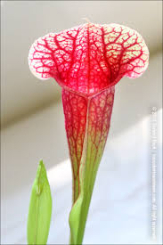 Attēlu rezultāti vaicājumam “Arcyria helvetica stalked”