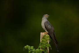 Attēlu rezultāti vaicājumam “Cuculus canorus adult”