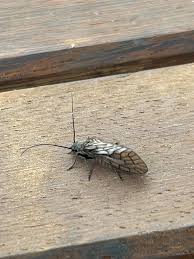 Attēlu rezultāti vaicājumam “Chaetopteryx villosa”