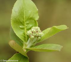 Attēlu rezultāti vaicājumam “Aronia melanocarpa bud”