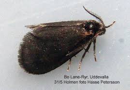 Attēlu rezultāti vaicājumam “Psyche casta”