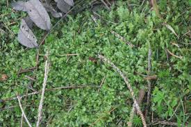 Attēlu rezultāti vaicājumam “Lophocolea minor”