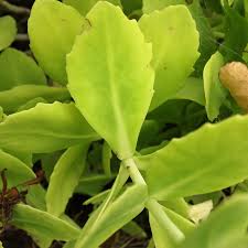 Attēlu rezultāti vaicājumam “Hylotelephium telephium leaf”