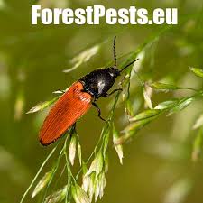 Attēlu rezultāti vaicājumam “Elateridae”