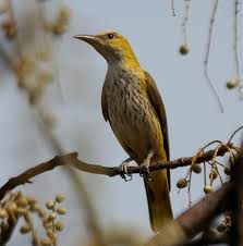 Attēlu rezultāti vaicājumam “Oriolus oriolus female”