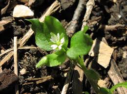 Attēlu rezultāti vaicājumam “Stellaria media flower”