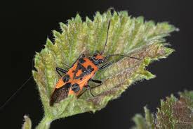 Attēlu rezultāti vaicājumam “Corizus hyoscyami”