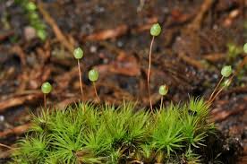 Attēlu rezultāti vaicājumam “Bartramia pomiformis sporophyte”