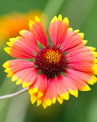 Image result for Gaillardia `Kobold`