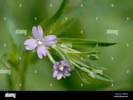 Attēlu rezultāti vaicājumam “Epilobium palustre flower”
