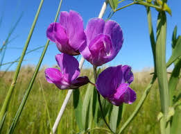 Attēlu rezultāti vaicājumam “Lathyrus palustris flower”