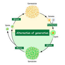 Attēlu rezultāti vaicājumam “Philonotis sporophyte”