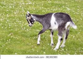 Attēlu rezultāti vaicājumam “Capra juvenile”