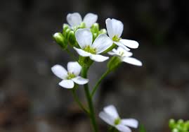 Attēlu rezultāti vaicājumam “Cardaminopsis arenosa flower”