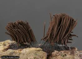 Attēlu rezultāti vaicājumam “Stemonitis flavogenita spores”