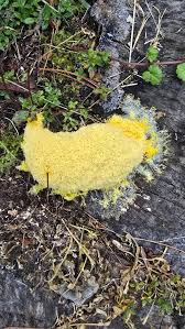 Attēlu rezultāti vaicājumam “Physarum, Nannengaella sp.”