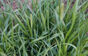 Attēlu rezultāti vaicājumam “Setaria glauca”