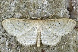 Attēlu rezultāti vaicājumam “Idaea sylvestraria”