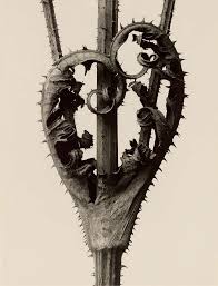 Image result for Dipsacus laciniatus