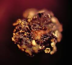 Attēlu rezultāti vaicājumam “Physarum bryomacrocarpum macro”