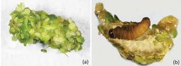 Attēlu rezultāti vaicājumam “Cataclysta lemnata”