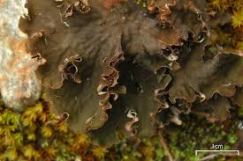 Attēlu rezultāti vaicājumam “Peltigera praetextata”