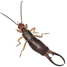 Attēlu rezultāti vaicājumam “Forficula auricularia female”