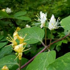Attēlu rezultāti vaicājumam “Lonicera xylosteum flower”
