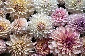 Image result for Dahlia hybrid.