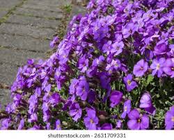 Image result for Aubrieta hybrida (cultorum)