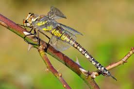 Attēlu rezultāti vaicājumam “Aeshna mixta female”