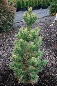 Image result for Pinus cembra