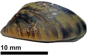 Attēlu rezultāti vaicājumam “Dreissena polymorpha”